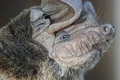 Wrinkle-lipped Bat