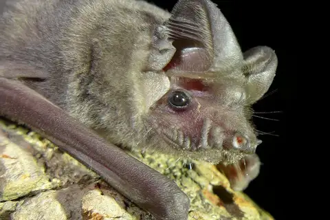 Little Free-tailed Bat