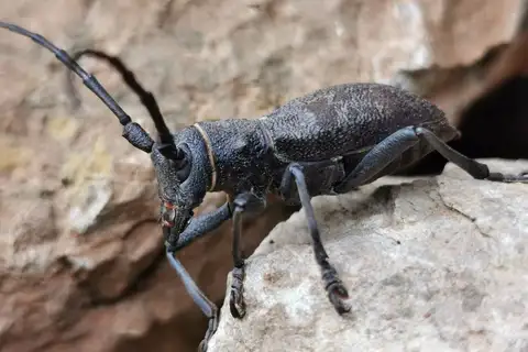 Morimus asper