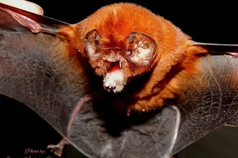 Antillean Ghost-faced Bat