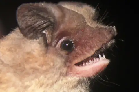 Kalinowski's mastiff bat