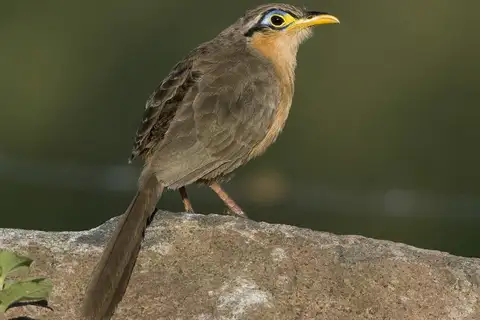 Lesser Ground Cuckoo