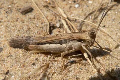 Morphacris fasciata