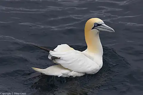 Northern Gannet