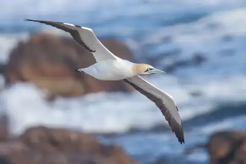 Cape Gannet