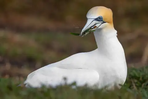 Australasian Gannet
