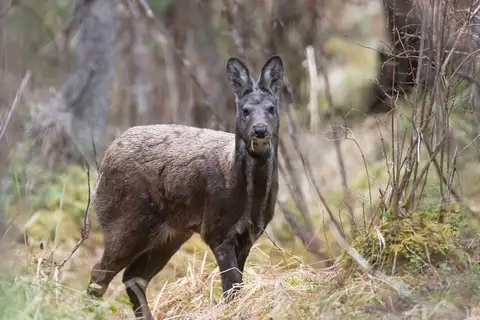 Siberian Musk Deer