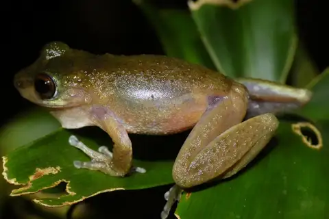 Common Mist Frog
