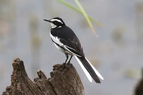 African Pied Wagtail