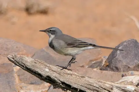 Cape Wagtail
