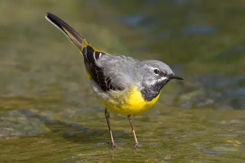 Grey Wagtail