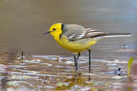 Citrine Wagtail