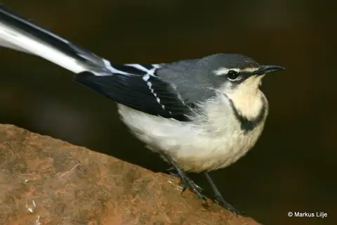 Mountain Wagtail
