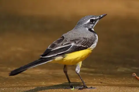 Madagascar Wagtail