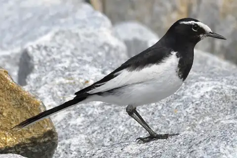 Japanese Wagtail