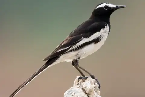 White-browed Wagtail