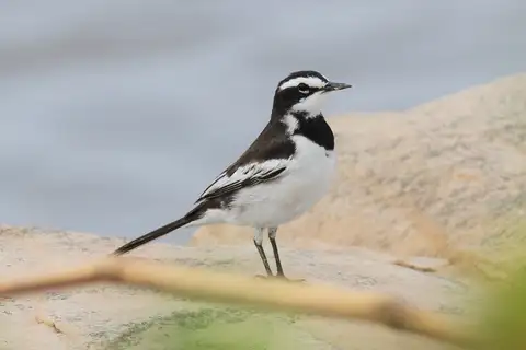 Mekong Wagtail