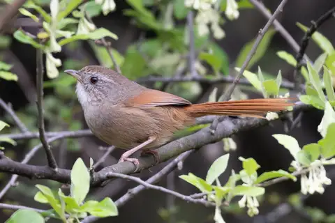 Rufous-tailed Babbler
