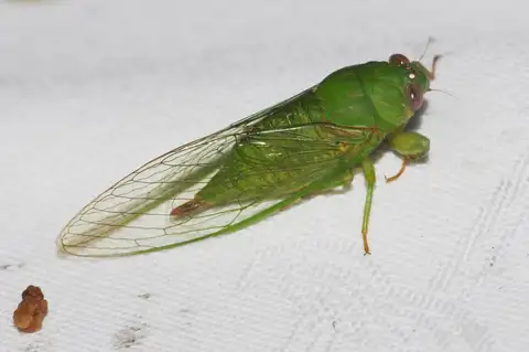 Kuroiwa cicada