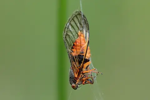 Amber Grass-ticker