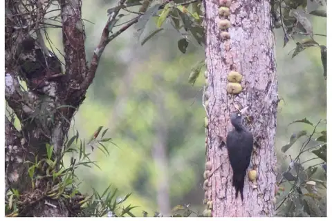 Southern Sooty Woodpecker