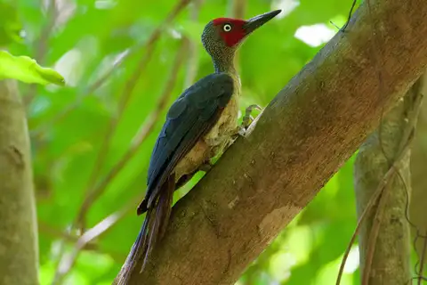 Ashy Woodpecker