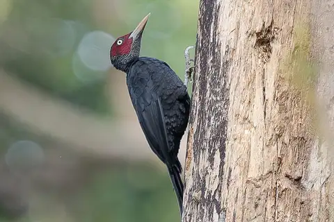 Northern Sooty Woodpecker