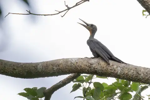Great Slaty Woodpecker