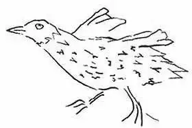 Ascension Crake