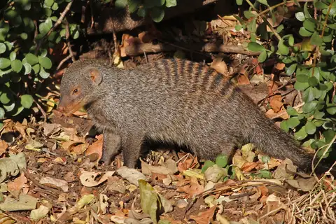 Banded Mongoose