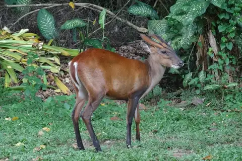 Southern Red Muntjac