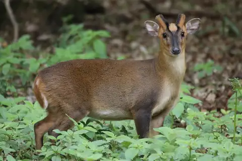 Reeves's Muntjac