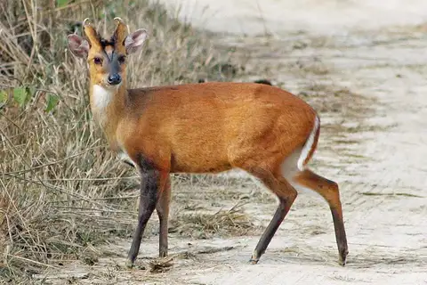 Northern Red Muntjac