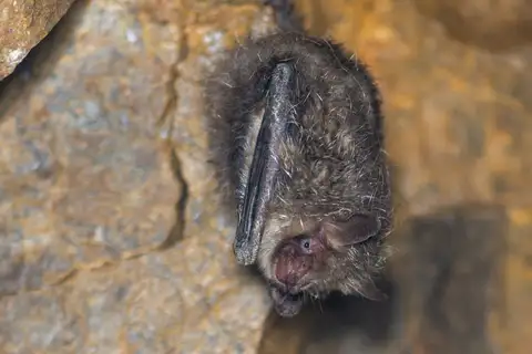 Greater Tube-nosed Bat