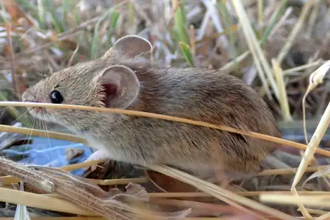Algerian Mouse