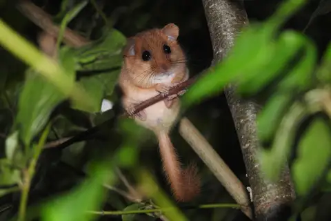 Hazel Dormouse