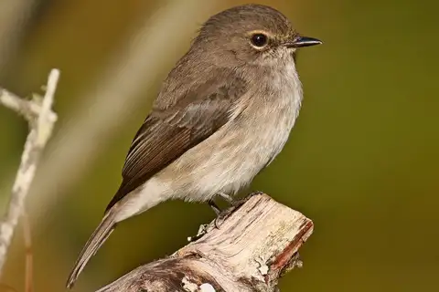 African Dusky Flycatcher