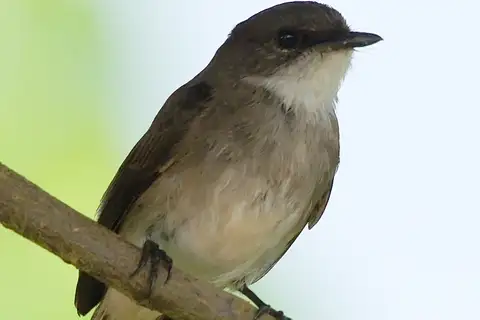 Swamp Flycatcher