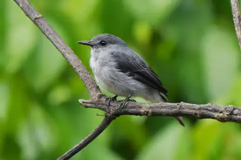 Cassin's Flycatcher