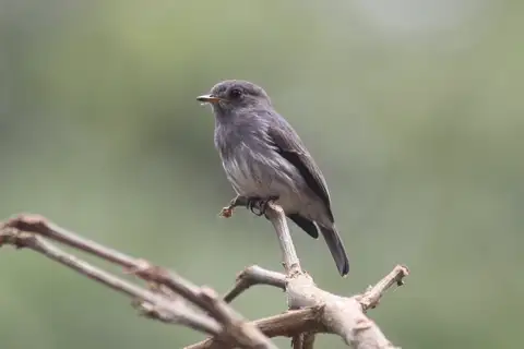 Little Grey Flycatcher