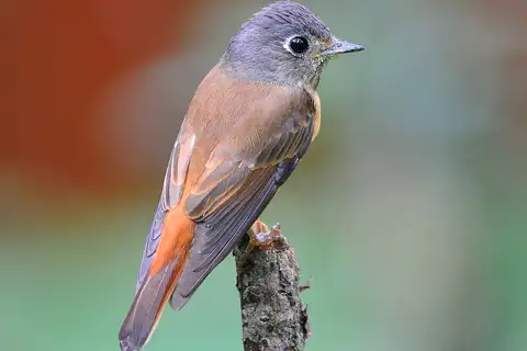 Ferruginous Flycatcher