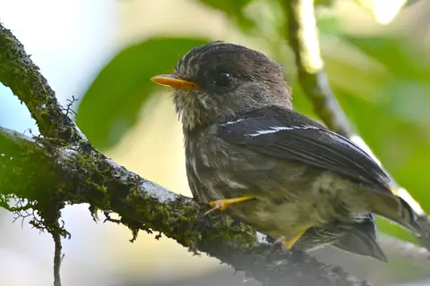 Humblot's Flycatcher