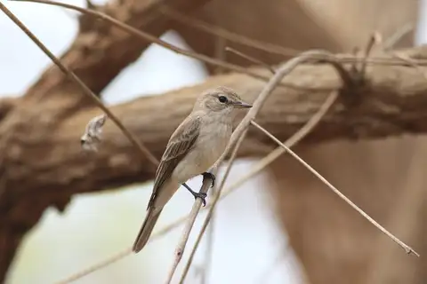 Gambaga Flycatcher
