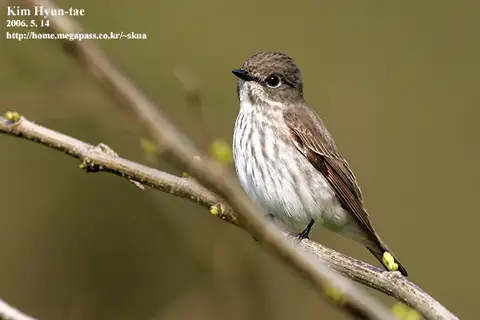 Grey-streaked Flycatcher