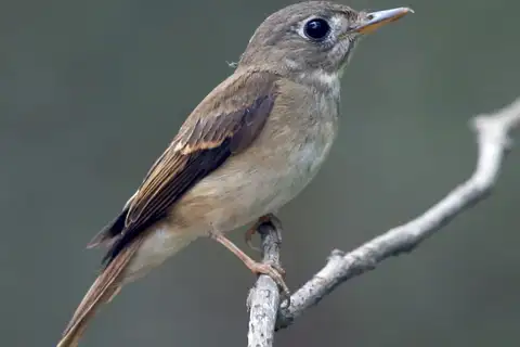 Brown-breasted Flycatcher