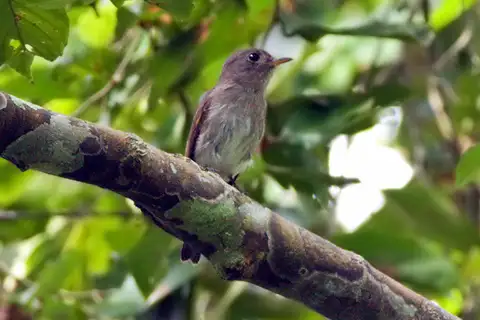 Ashy-breasted Flycatcher