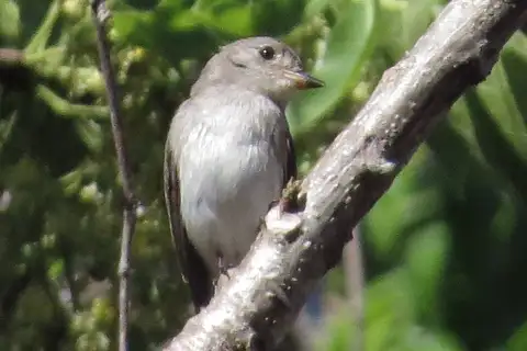 Sumba Brown Flycatcher