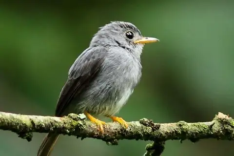 Yellow-footed Flycatcher