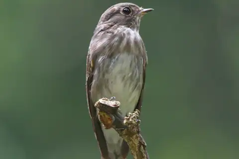 Dark-sided Flycatcher