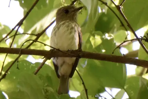 Sulawesi Streaked Flycatcher